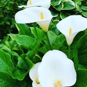 Meet your Posher, Kortum